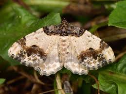 Attēlu rezultāti vaicājumam “Ligdia adustata”