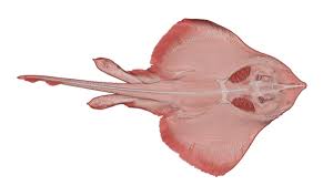 Image result for Rostroraja eglanteria