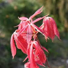 Attēlu rezultāti vaicājumam “Aesculus x neglecta”