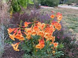 Attēlu rezultāti vaicājumam “Festuca altissima flower”