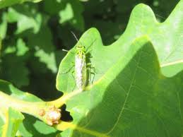 Attēlu rezultāti vaicājumam “Rhogogaster picta”