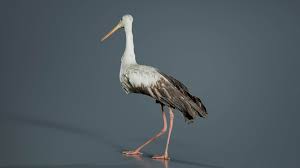 Attēlu rezultāti vaicājumam “Ciconiiformes”