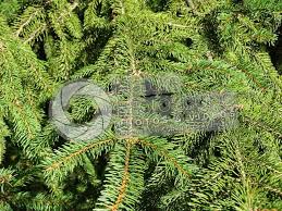 Attēlu rezultāti vaicājumam “Picea abies leaf”