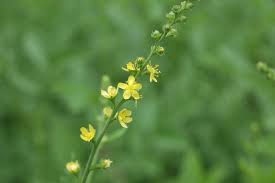 Image result for Agrimonia eupatoria