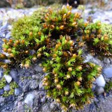 Attēlu rezultāti vaicājumam “Orthotrichum speciosum”