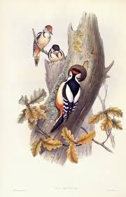 Attēlu rezultāti vaicājumam “Dendrocopos major”