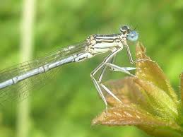 Attēlu rezultāti vaicājumam “Platycnemis pennipes male”