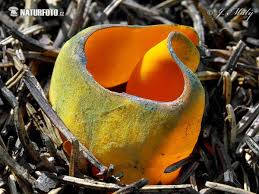 Attēlu rezultāti vaicājumam “Caloscypha fulgens”