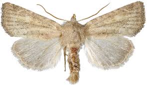 Attēlu rezultāti vaicājumam “Chortodes fluxa”