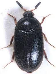 Attēlu rezultāti vaicājumam “Dermestidae”