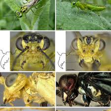 Attēlu rezultāti vaicājumam “Rhogogaster picta”