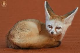 Attēlu rezultāti vaicājumam “Vulpes zerda”