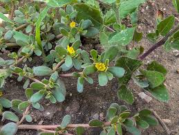 Attēlu rezultāti vaicājumam “Portulaca oleracea leaf”