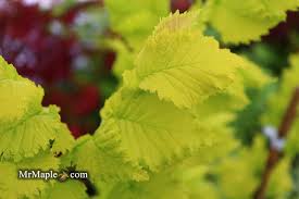 Attēlu rezultāti vaicājumam “Ulmus x hollandica leaf”