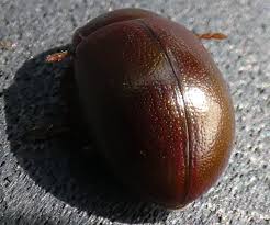 Attēlu rezultāti vaicājumam “Chrysolina staphylaea”