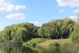 Image result for Godmanchester Town Cricket Club