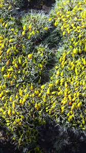 Attēlu rezultāti vaicājumam “Grimmia pulvinata sporophyte”