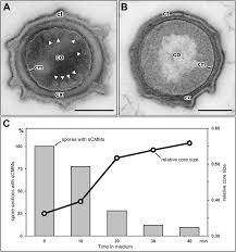 Attēlu rezultāti vaicājumam “Enteridium liceoides spores”