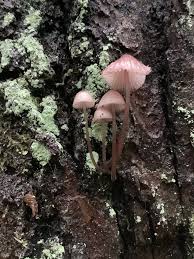 Attēlu rezultāti vaicājumam “Mycena belliarum”