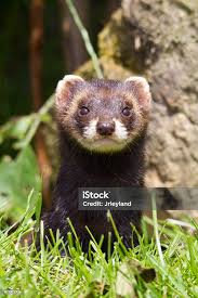 Attēlu rezultāti vaicājumam “Mustela putorius”