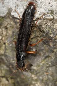 Attēlu rezultāti vaicājumam “Hylecoetus dermestoides”