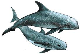 Image result for Grampus griseus