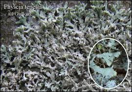Attēlu rezultāti vaicājumam “Physcia tenella”