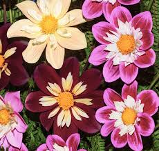 Image result for Dahlia x pinnata `Redskin`