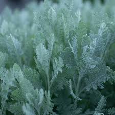 Image result for Chrysanthemum ptarmiciflorum