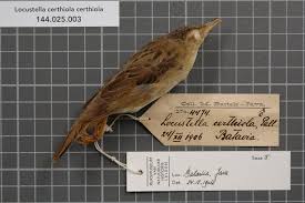 Image result for Locustella certhiola