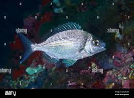 Image result for Spondyliosoma cantharus