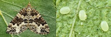 Attēlu rezultāti vaicājumam “Electrophaes corylata”