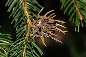 Attēlu rezultāti vaicājumam “Sacchiphantes abietis”