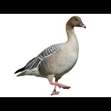 Attēlu rezultāti vaicājumam “Anser anser”