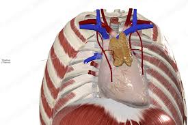 Image result for Thymus