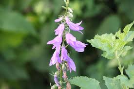 Image result for Campanula formanekiana