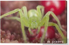 Attēlu rezultāti vaicājumam “Micrommata virescens”