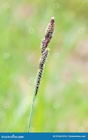 Attēlu rezultāti vaicājumam “Carex hartmanii”