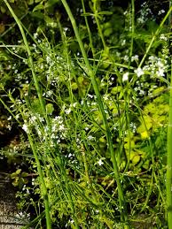Attēlu rezultāti vaicājumam “Galium elongatum leaf”