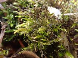 Attēlu rezultāti vaicājumam “Hygroamblystegium tenax”