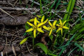 Attēlu rezultāti vaicājumam “Gagea pratensis flower”