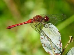 Attēlu rezultāti vaicājumam “Sympetrum sanguineum male”