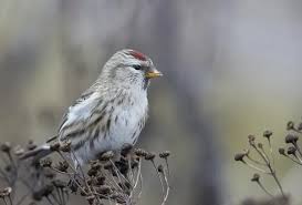 Attēlu rezultāti vaicājumam “Carduelis flammea female”