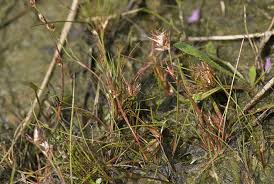 Attēlu rezultāti vaicājumam “Juncus bulbosus”
