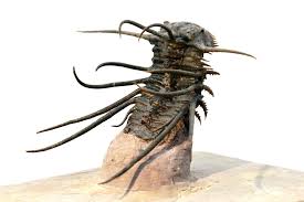 Attēlu rezultāti vaicājumam “Laccognathus panderi”