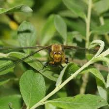 Attēlu rezultāti vaicājumam “Depressaria olerella imago”