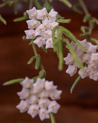 Image result for Alonsoa linearis