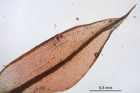 Attēlu rezultāti vaicājumam “Bryum pallens”