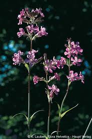 Attēlu rezultāti vaicājumam “Silene viscaria flower”