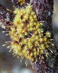 Attēlu rezultāti vaicājumam “Orthotrichum cupulatum var. riparium”